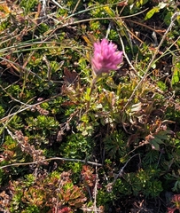(c) John Brew, some rights reserved (CC BY) Castilleja parviflora, photograph (c) John Brew, some rights reserved (CC BY)