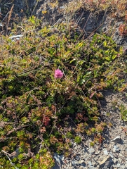 Castilleja parviflora, photograph (c) John Brew, some rights reserved (CC BY)