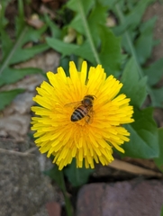 Apis mellifera