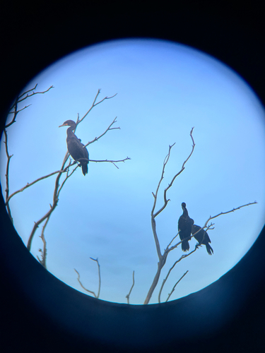 iNaturalist observation photo of Double-crested Cormorant