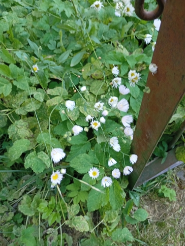 annual fleabane