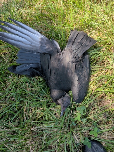 Black Vulture