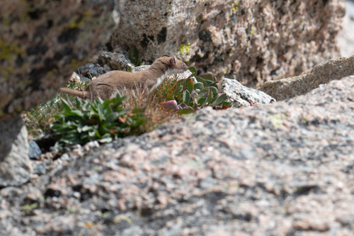 Mustela erminea muricus