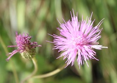 Cirsium monspessulanum