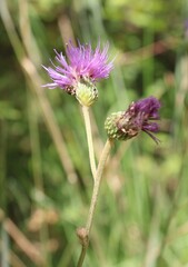 Cirsium monspessulanum, photograph (c) Lídia Carrera, some rights reserved (CC BY)