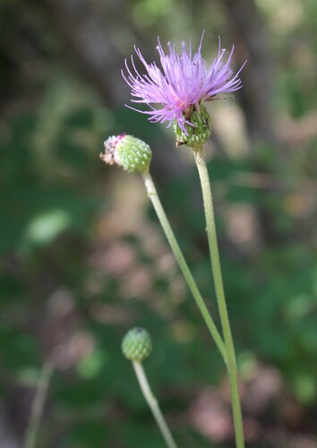 Cirsium monspessulanum, photograph 2