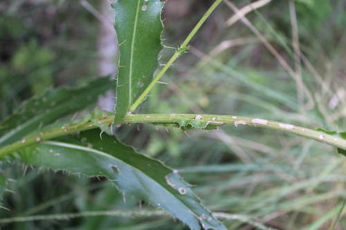 Cirsium monspessulanum, photograph 3
