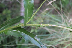 Cirsium monspessulanum, photograph (c) Lídia Carrera, some rights reserved (CC BY)