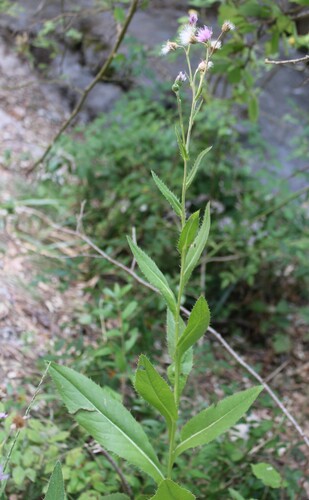 Cirsium monspessulanum, photograph 5