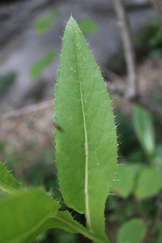 Cirsium monspessulanum, photograph 4