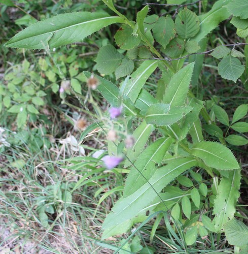 Cirsium monspessulanum, photograph 6