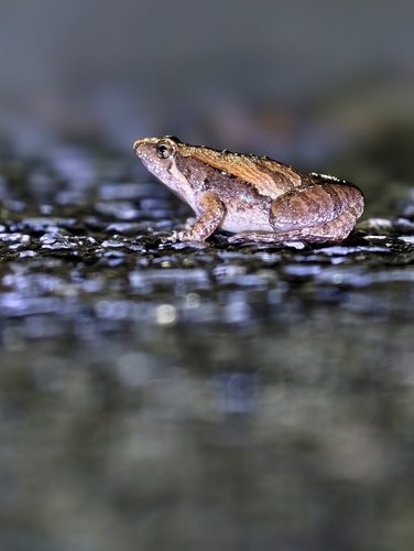 East Asian Ornate Chorus Frog