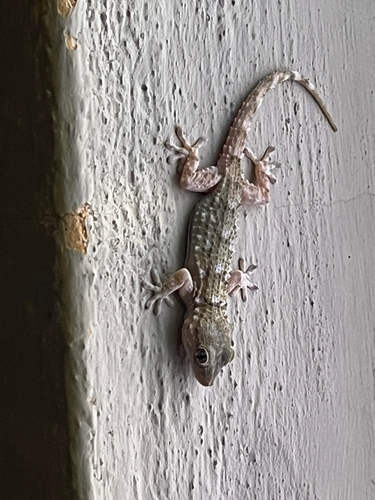 Moorish Gecko