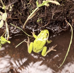 Gastrotheca pseustes