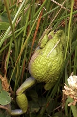 Gastrotheca pseustes