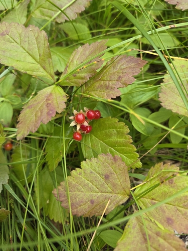 Stone Bramble
