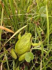 Gastrotheca pseustes