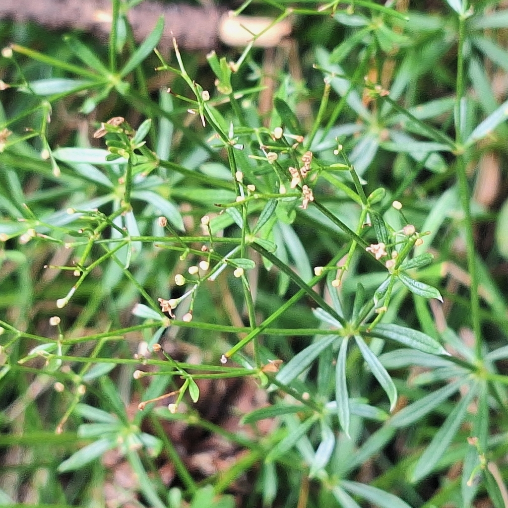 Galium anisophyllon; photograph author not stated, no rights reserved