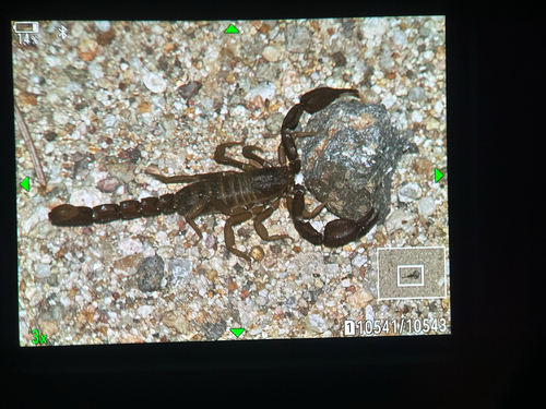 Pseudouroctonus apacheanus