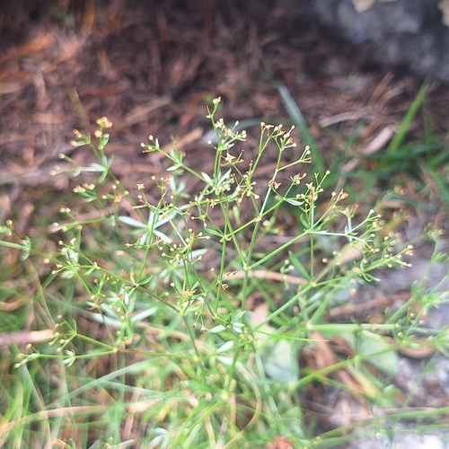 Galium anisophyllon, photograph 2