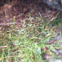 author not stated, no rights reserved Galium anisophyllon, photograph author not stated, no rights reserved