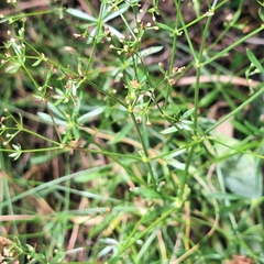 author not stated, no rights reserved Galium anisophyllon, photograph author not stated, no rights reserved