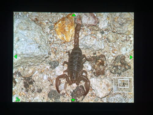 Pseudouroctonus apacheanus