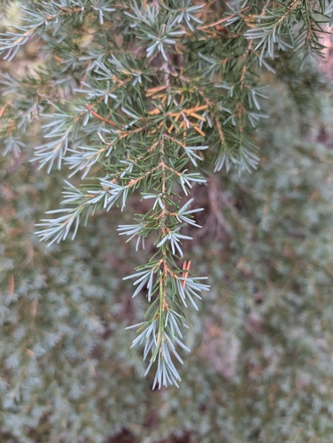 mountain hemlock