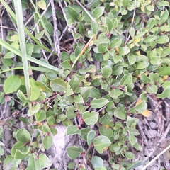 Salix alpina