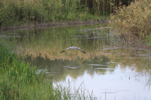 Grey Heron