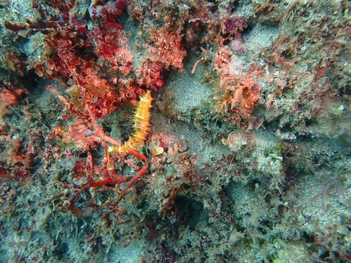 Spiny Seahorse