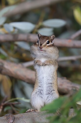 Siberian Chipmunk