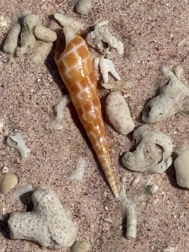 Terebra dimidiata observed 2026-08-23
