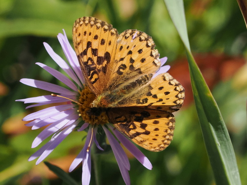 iNaturalist observation photo of Mormon Fritillary