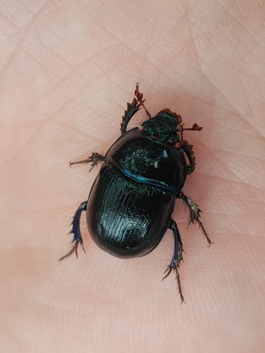 Woodland Dor Beetle