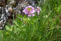 Cardamine raphanifolia