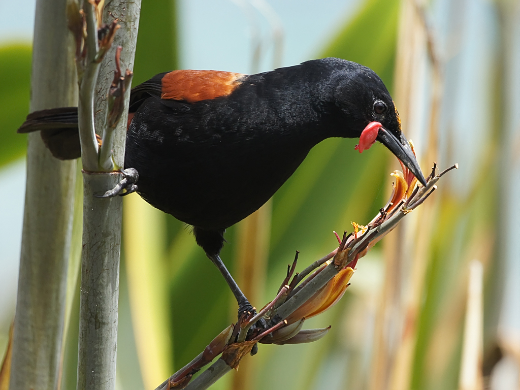 North Island Saddleback (Philesturnus rufusater) photo