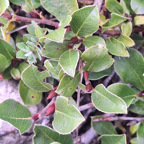Salix alpina, photograph 1