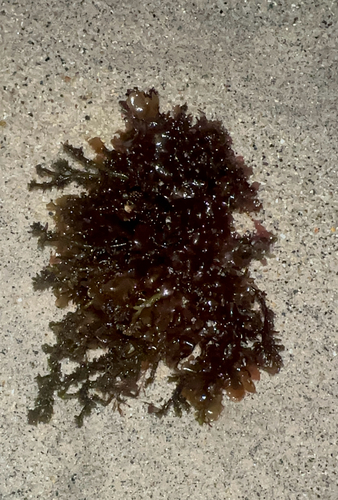 Cryptopleura lobulifera observed 2026-08-22
