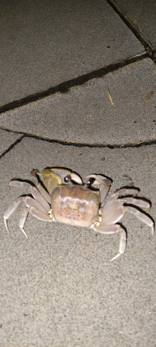 Ocypode sinensis