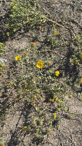 Curlycup Gumweed