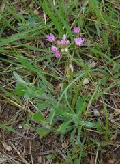 Allium drummondii