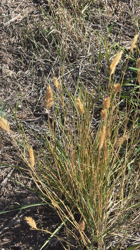 Crested Wheatgrass