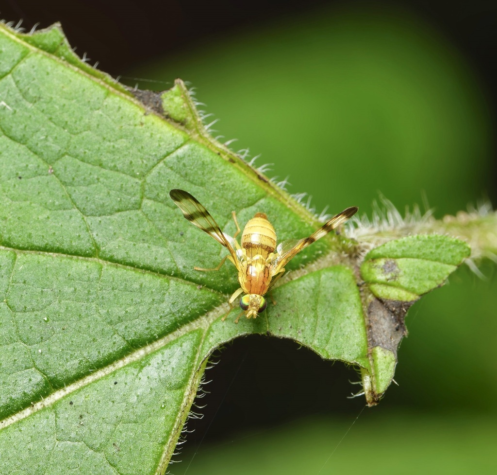Trypeta binotata