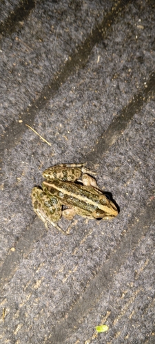 Mangrove Frog