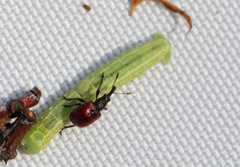 Tatianaerhynchites aequatus