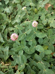 Trifolium fragiferum