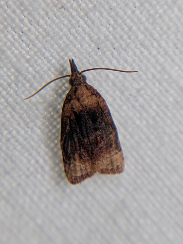 Black-shaded Platynota Moth photo 6