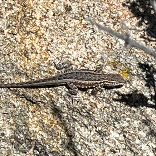 iNaturalist observation photo of Common Side-blotched Lizard