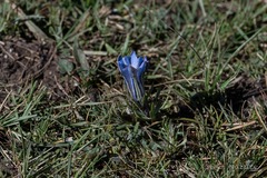 Gentiana nubigena